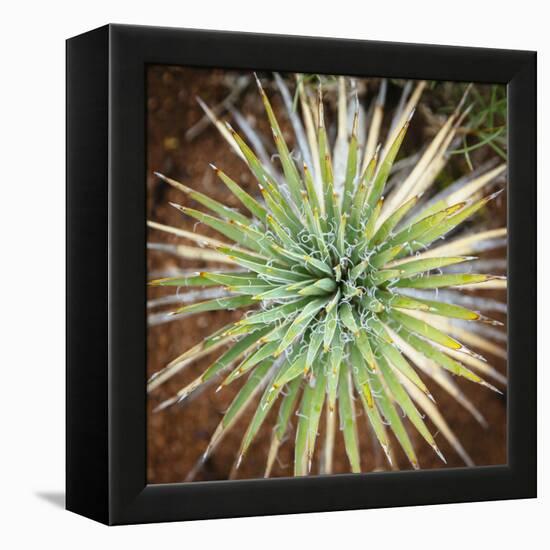 Yucca Cactus. Black Canyon Of The Gunnison River National Park In Southwestern Colorado-Justin Bailie-Framed Premier Image Canvas