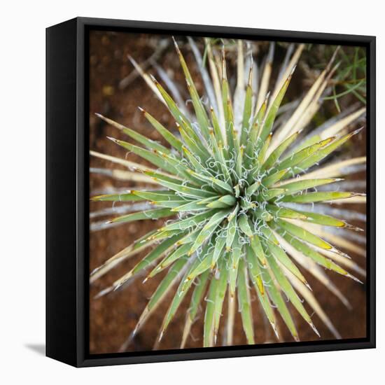 Yucca Cactus. Black Canyon Of The Gunnison River National Park In Southwestern Colorado-Justin Bailie-Framed Premier Image Canvas