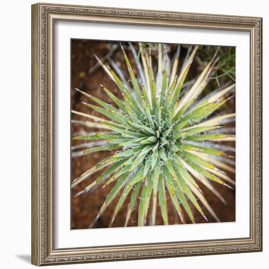 Yucca Cactus. Black Canyon Of The Gunnison River National Park In Southwestern Colorado-Justin Bailie-Framed Photographic Print