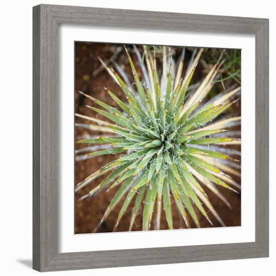 Yucca Cactus. Black Canyon Of The Gunnison River National Park In Southwestern Colorado-Justin Bailie-Framed Photographic Print