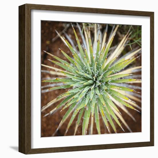 Yucca Cactus. Black Canyon Of The Gunnison River National Park In Southwestern Colorado-Justin Bailie-Framed Photographic Print