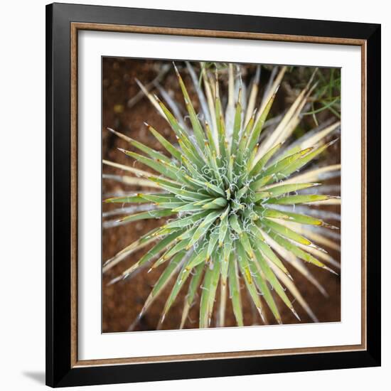 Yucca Cactus. Black Canyon Of The Gunnison River National Park In Southwestern Colorado-Justin Bailie-Framed Photographic Print