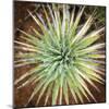 Yucca Cactus. Black Canyon Of The Gunnison River National Park In Southwestern Colorado-Justin Bailie-Mounted Photographic Print