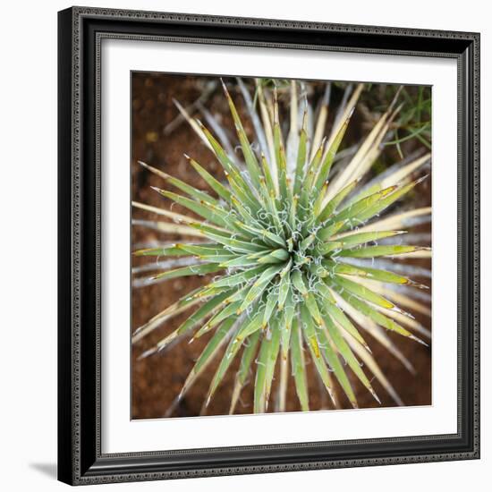 Yucca Cactus. Black Canyon Of The Gunnison River National Park In Southwestern Colorado-Justin Bailie-Framed Photographic Print