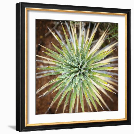 Yucca Cactus. Black Canyon Of The Gunnison River National Park In Southwestern Colorado-Justin Bailie-Framed Photographic Print