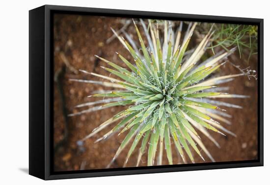 Yucca Cactus. Black Canyon Of The Gunnison River National Park In Southwestern Colorado-Justin Bailie-Framed Premier Image Canvas