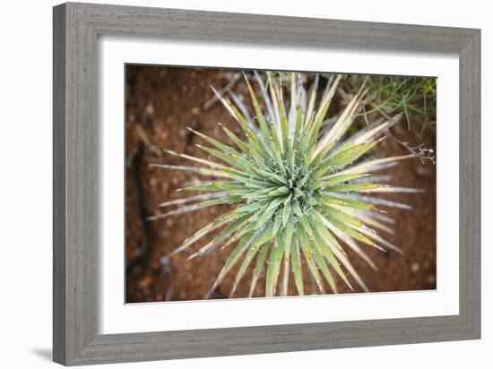 Yucca Cactus. Black Canyon Of The Gunnison River National Park In Southwestern Colorado-Justin Bailie-Framed Photographic Print