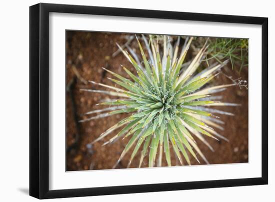 Yucca Cactus. Black Canyon Of The Gunnison River National Park In Southwestern Colorado-Justin Bailie-Framed Photographic Print