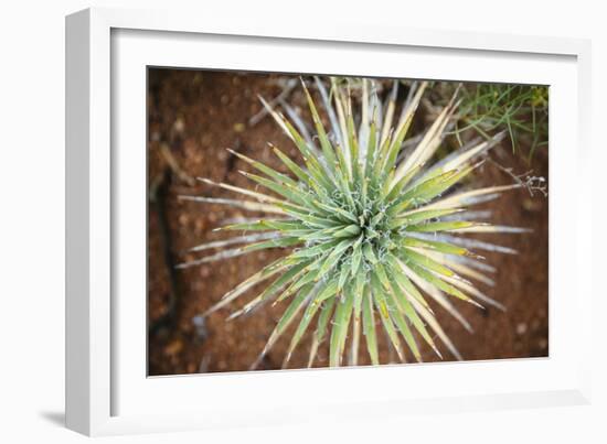 Yucca Cactus. Black Canyon Of The Gunnison River National Park In Southwestern Colorado-Justin Bailie-Framed Photographic Print