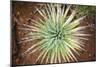 Yucca Cactus. Black Canyon Of The Gunnison River National Park In Southwestern Colorado-Justin Bailie-Mounted Photographic Print