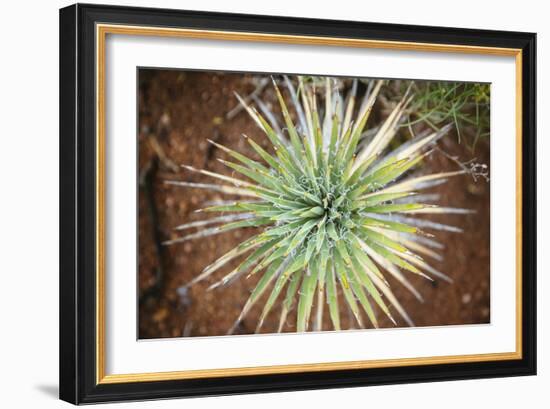 Yucca Cactus. Black Canyon Of The Gunnison River National Park In Southwestern Colorado-Justin Bailie-Framed Photographic Print