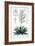 Yucca Filamentosa, 1836-Pancrace Bessa-Framed Giclee Print