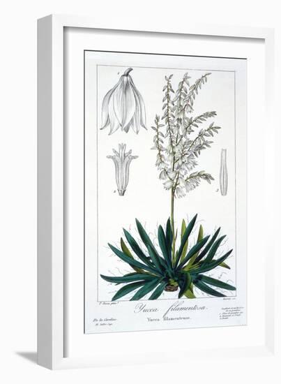 Yucca Filamentosa, 1836-Pancrace Bessa-Framed Giclee Print