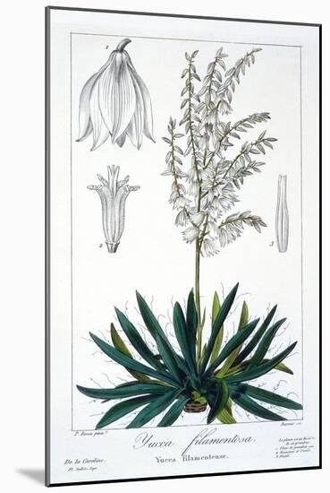 Yucca Filamentosa, 1836-Pancrace Bessa-Mounted Giclee Print