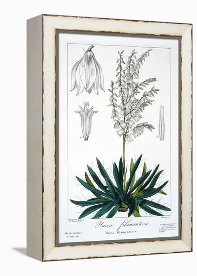 Yucca Filamentosa, 1836-Pancrace Bessa-Framed Premier Image Canvas