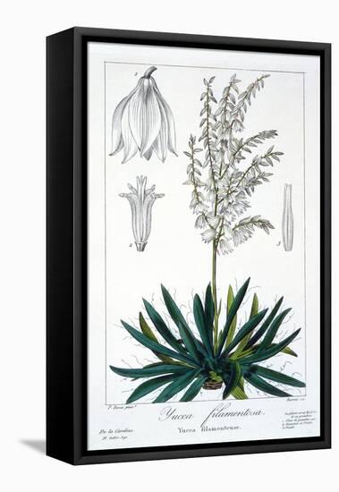 Yucca Filamentosa, 1836-Pancrace Bessa-Framed Premier Image Canvas