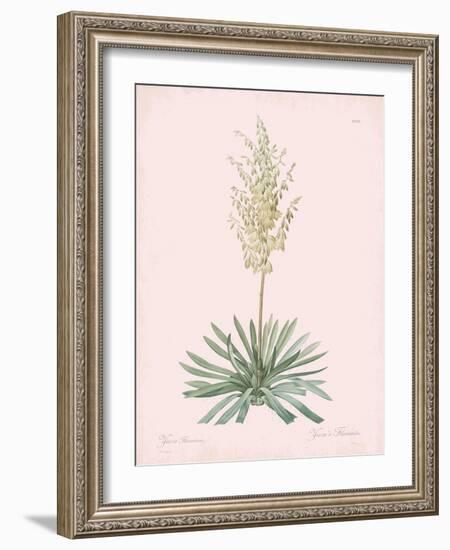 Yucca Filamentosa - Rose-Pierre Joseph Redoute-Framed Giclee Print