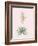 Yucca Filamentosa - Rose-Pierre Joseph Redoute-Framed Giclee Print