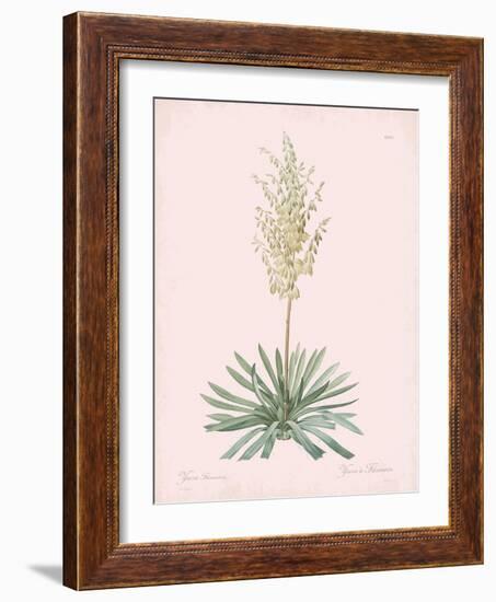 Yucca Filamentosa - Rose-Pierre Joseph Redoute-Framed Giclee Print