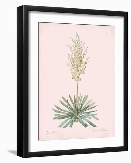 Yucca Filamentosa - Rose-Pierre Joseph Redoute-Framed Giclee Print