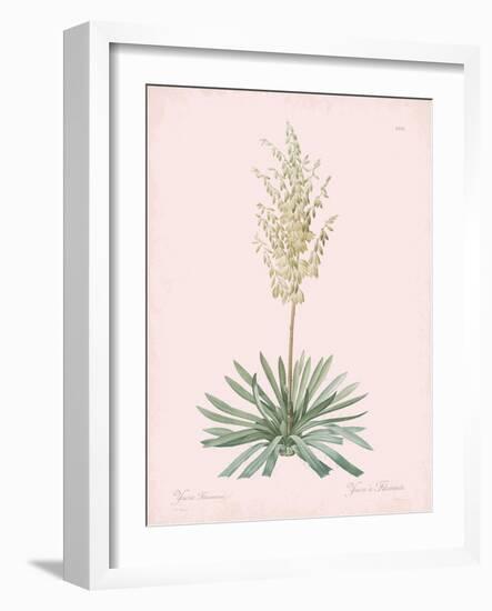 Yucca Filamentosa - Rose-Pierre Joseph Redoute-Framed Giclee Print