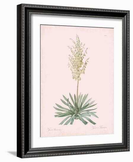 Yucca Filamentosa - Rose-Pierre Joseph Redoute-Framed Giclee Print