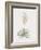 Yucca Filamentosa-Pierre Joseph Redoute-Framed Giclee Print