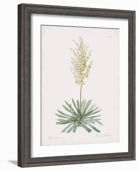 Yucca Filamentosa-Pierre Joseph Redoute-Framed Giclee Print