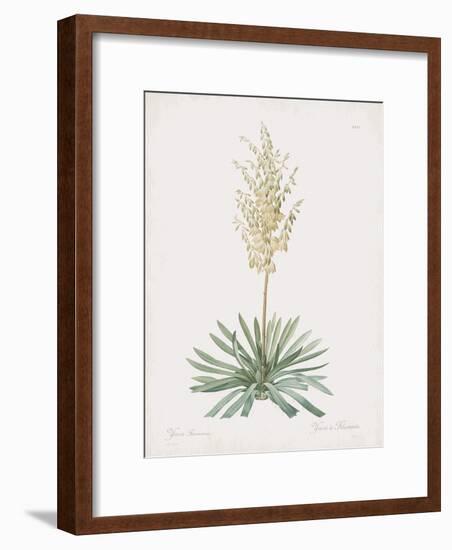 Yucca Filamentosa-Pierre Joseph Redoute-Framed Giclee Print