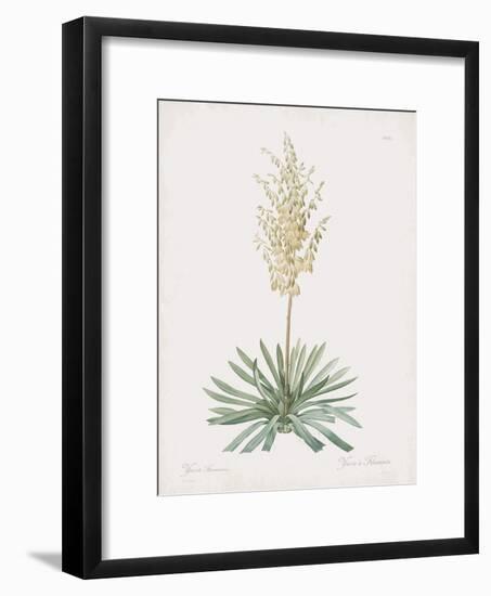 Yucca Filamentosa-Pierre Joseph Redoute-Framed Giclee Print