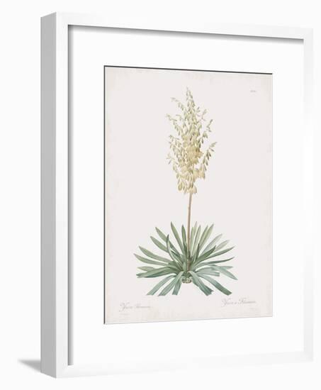 Yucca Filamentosa-Pierre Joseph Redoute-Framed Giclee Print