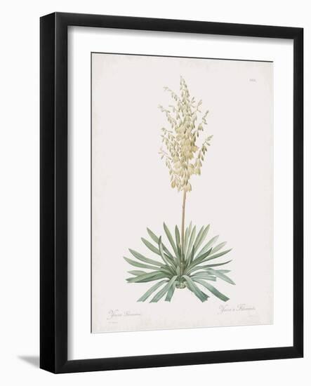 Yucca Filamentosa-Pierre Joseph Redoute-Framed Giclee Print