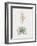 Yucca Filamentosa-Pierre Joseph Redoute-Framed Giclee Print