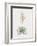 Yucca Filamentosa-Pierre Joseph Redoute-Framed Giclee Print