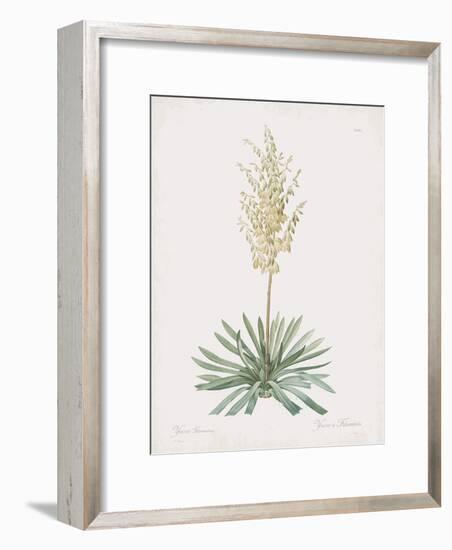 Yucca Filamentosa-Pierre Joseph Redoute-Framed Giclee Print