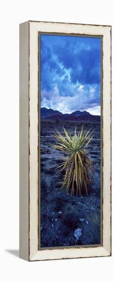 Yucca Flower in Red Rock Canyon National Conservation Area, Las Vegas, Nevada, USA-null-Framed Stretched Canvas