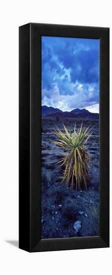 Yucca Flower in Red Rock Canyon National Conservation Area, Las Vegas, Nevada, USA-null-Framed Stretched Canvas