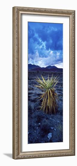 Yucca Flower in Red Rock Canyon National Conservation Area, Las Vegas, Nevada, USA-null-Framed Photographic Print