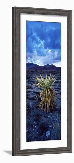 Yucca Flower in Red Rock Canyon National Conservation Area, Las Vegas, Nevada, USA-null-Framed Photographic Print