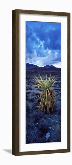 Yucca Flower in Red Rock Canyon National Conservation Area, Las Vegas, Nevada, USA-null-Framed Photographic Print