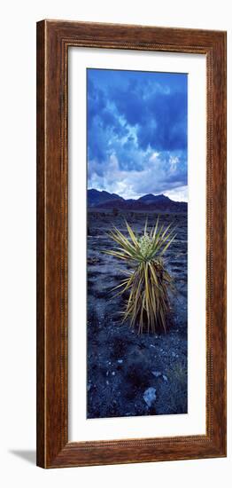 Yucca Flower in Red Rock Canyon National Conservation Area, Las Vegas, Nevada, USA-null-Framed Photographic Print