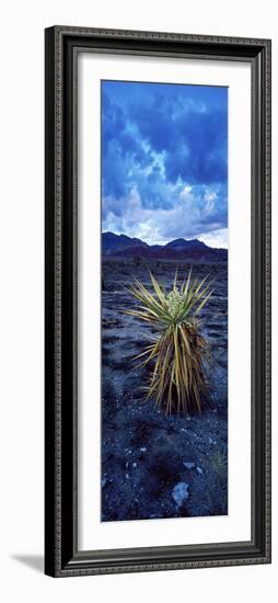 Yucca Flower in Red Rock Canyon National Conservation Area, Las Vegas, Nevada, USA-null-Framed Photographic Print