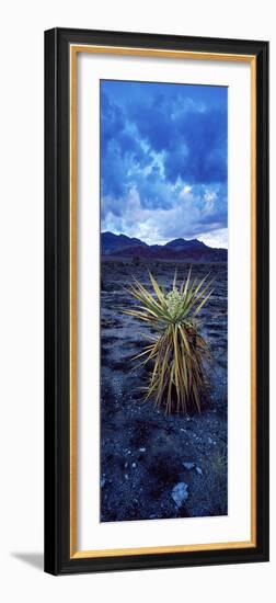 Yucca Flower in Red Rock Canyon National Conservation Area, Las Vegas, Nevada, USA-null-Framed Photographic Print