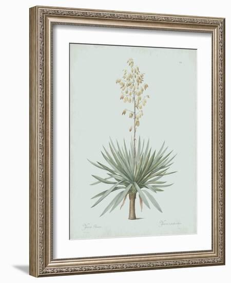 Yucca Gloriosa - Celadon-Pierre Joseph Redoute-Framed Giclee Print