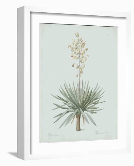 Yucca Gloriosa - Celadon-Pierre Joseph Redoute-Framed Giclee Print