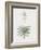 Yucca Gloriosa-Pierre Joseph Redoute-Framed Giclee Print