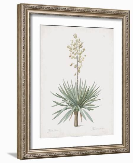 Yucca Gloriosa-Pierre Joseph Redoute-Framed Giclee Print