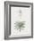 Yucca Gloriosa-Pierre Joseph Redoute-Framed Giclee Print