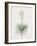 Yucca Gloriosa-Pierre Joseph Redoute-Framed Giclee Print