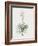 Yucca Gloriosa-Pierre Joseph Redoute-Framed Giclee Print